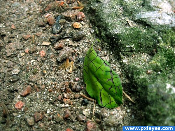 Lonely leaf